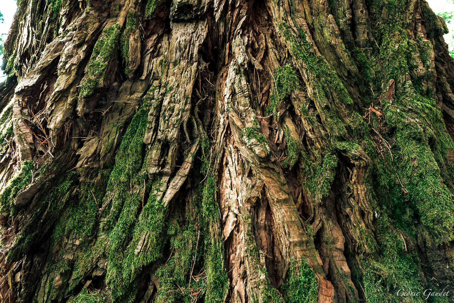 Collection d&rsquo;écorces d&rsquo;arbre