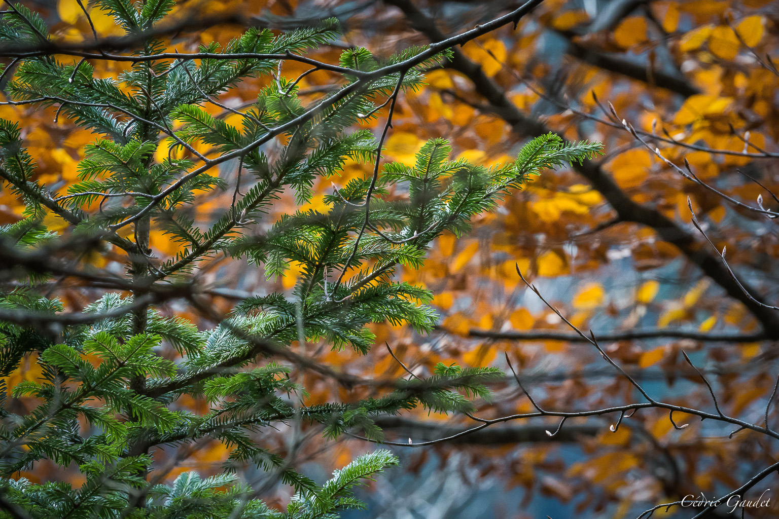 Collection Végétale