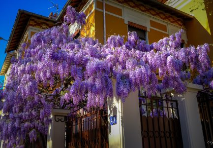 Les glycines de Montchat