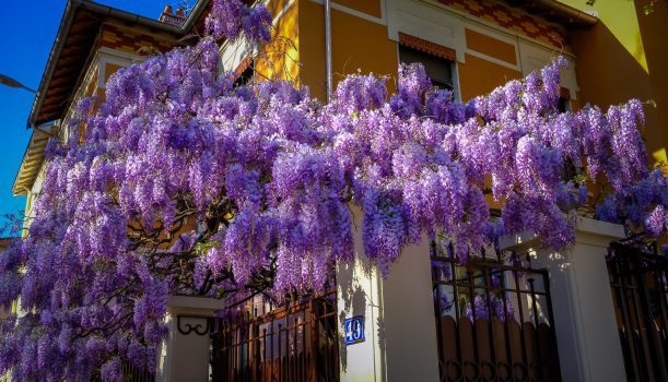 Les glycines de Montchat