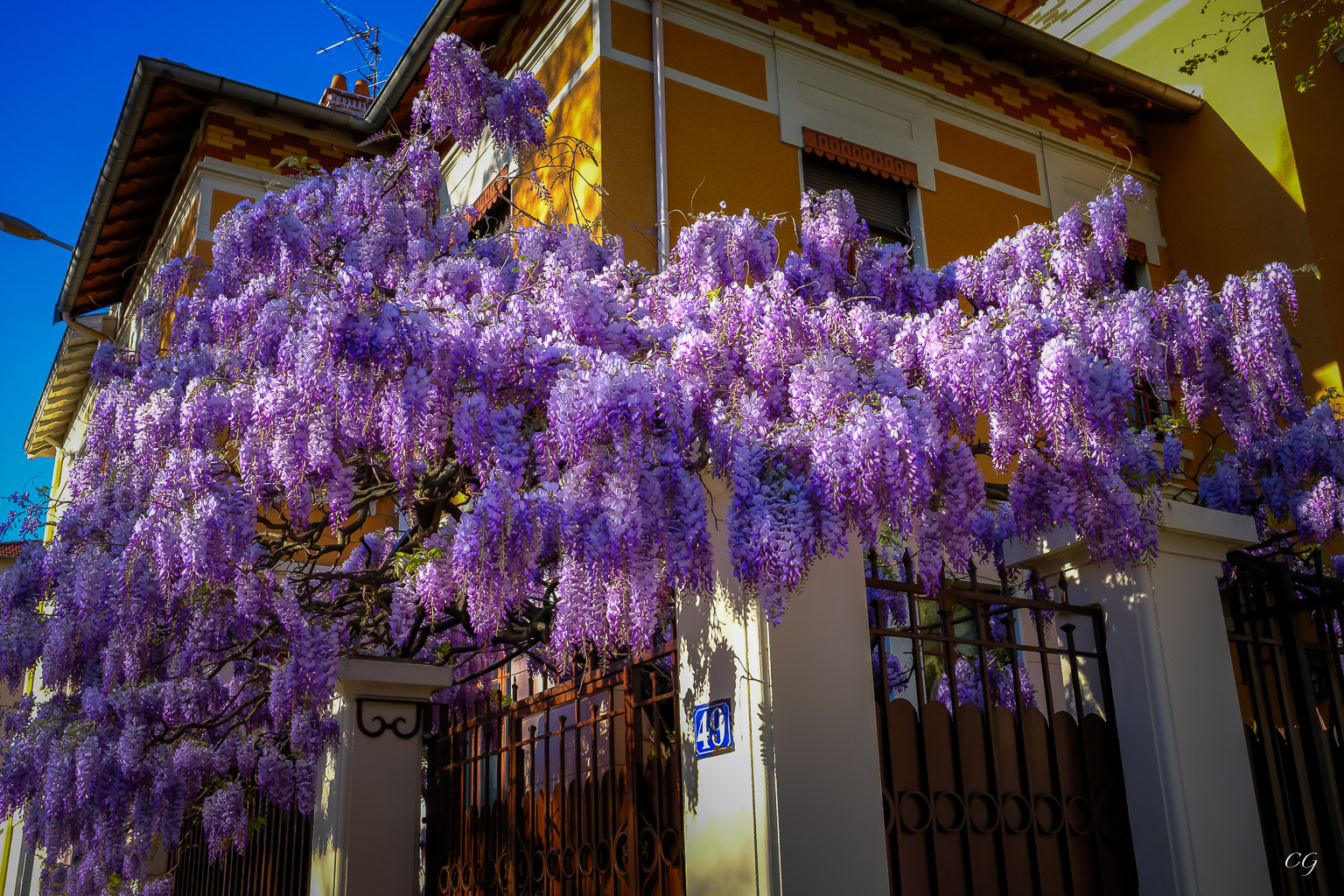 Les glycines de Montchat