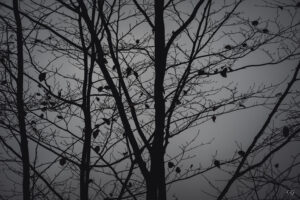 Ramifications – Part 2