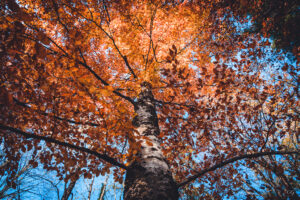 The Tree