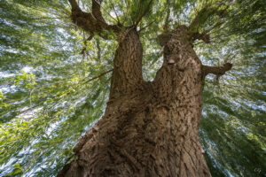 The Tree – (Part 2)