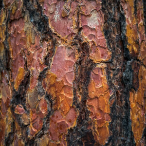Tree Bark Collection
