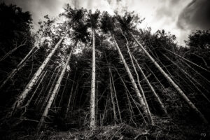 Trees