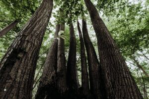 Trees – (Part 1)