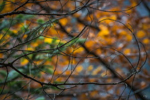 Vegetal Collection